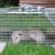 Parkville Raccoon and Possum Control by On The Go Services, LLC